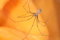 Le Pholque phalangide. Une femelle (Araneae - Pholcidae - Pholcus phalangioides)